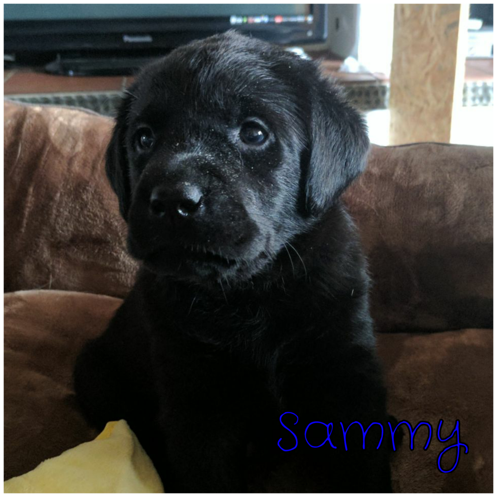 Sammy.png