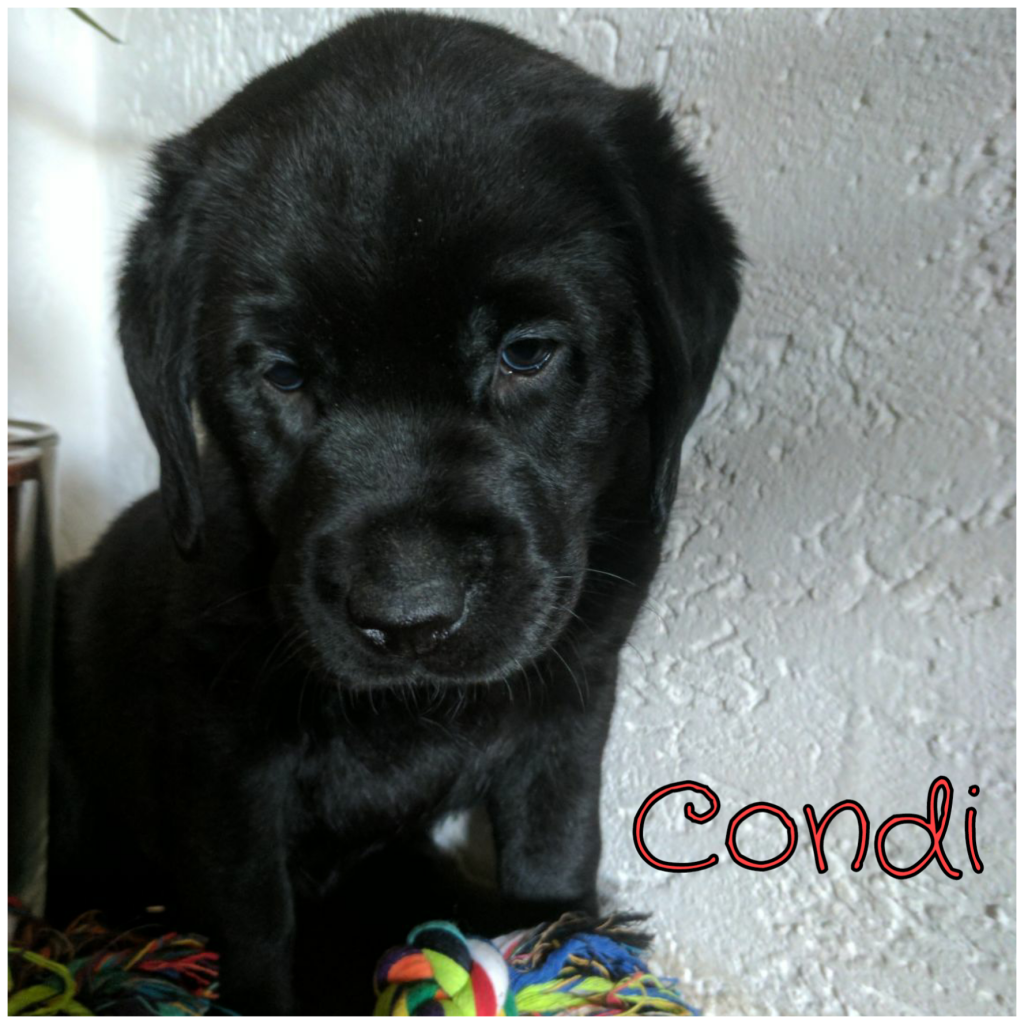 Condi.png