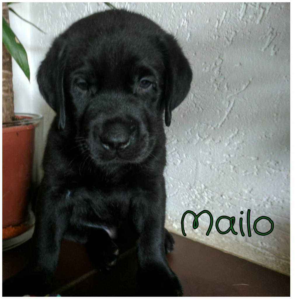 Mailo.png