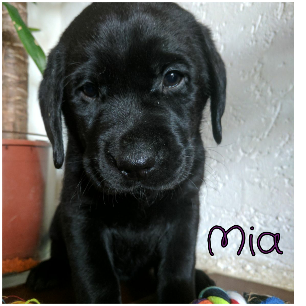 Mia (2).png