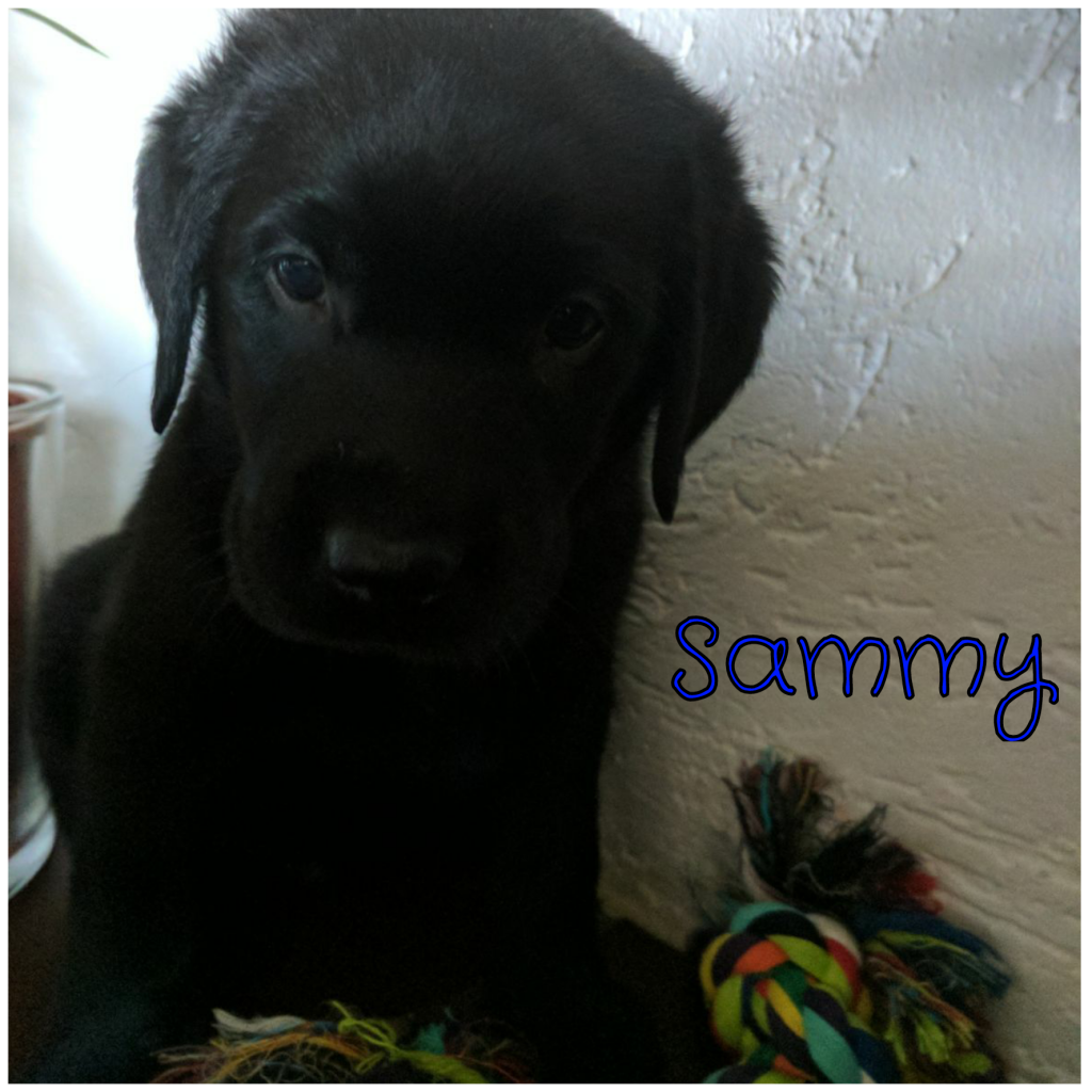 Sammy.png
