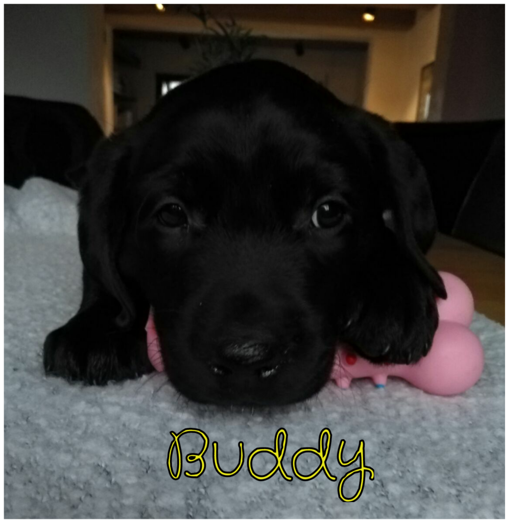 Buddy.png