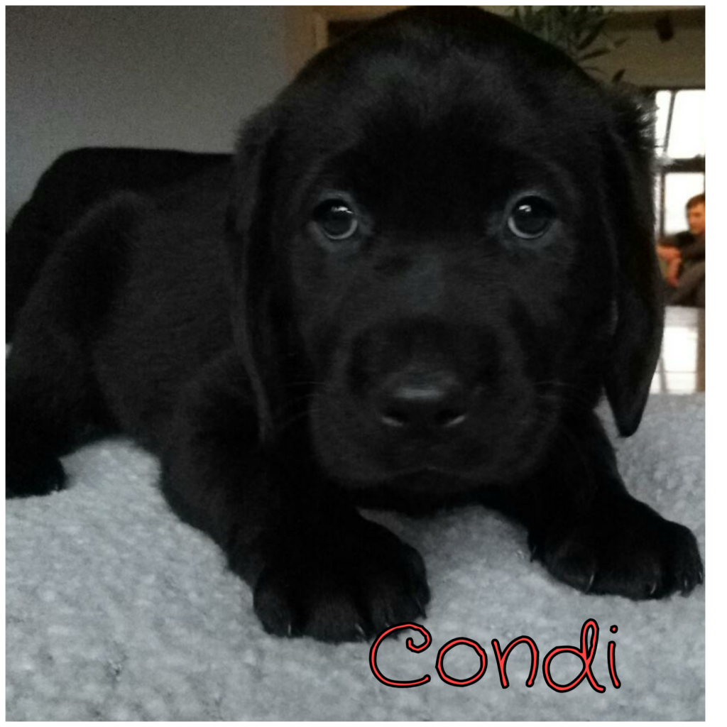 Condi.png