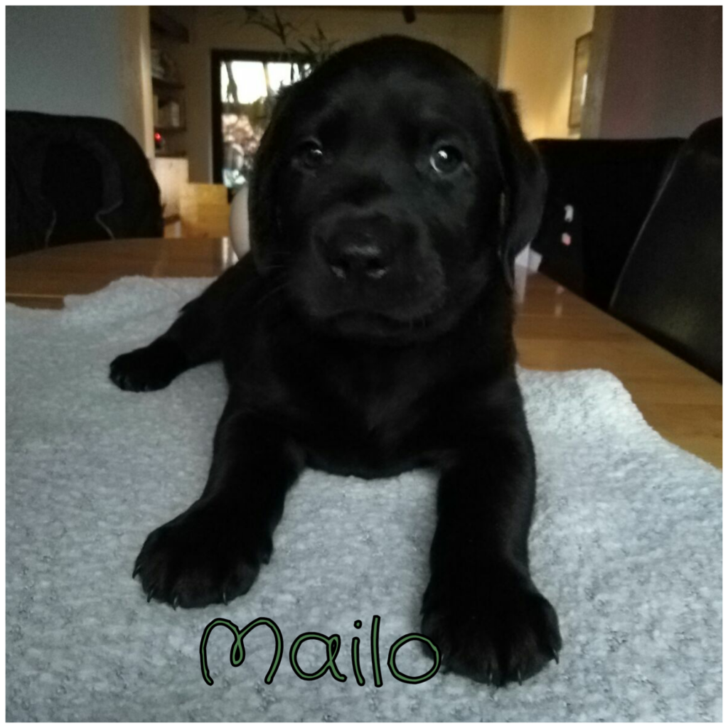 Mailo.png