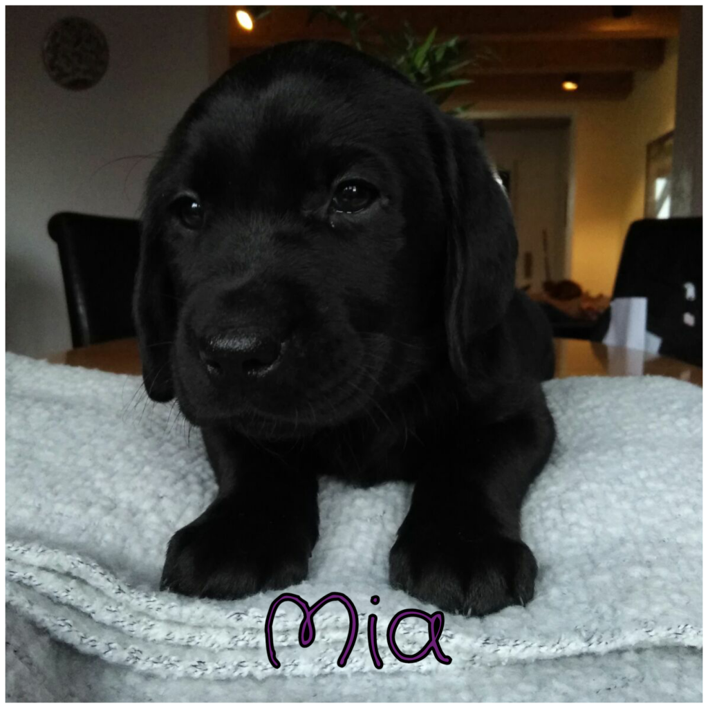 Mia (2).png
