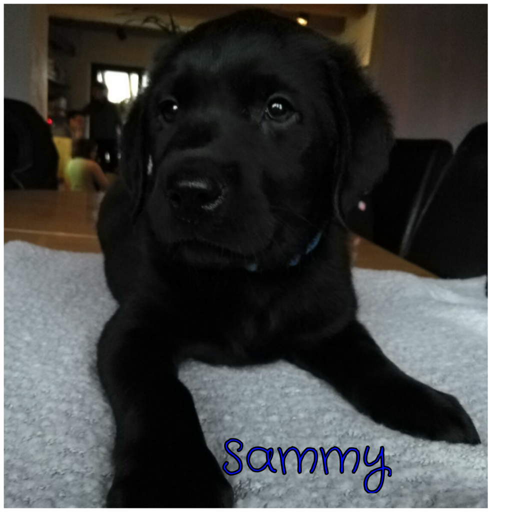 Sammy.png