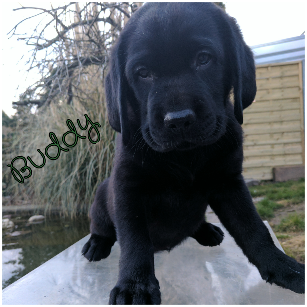 Buddy.png