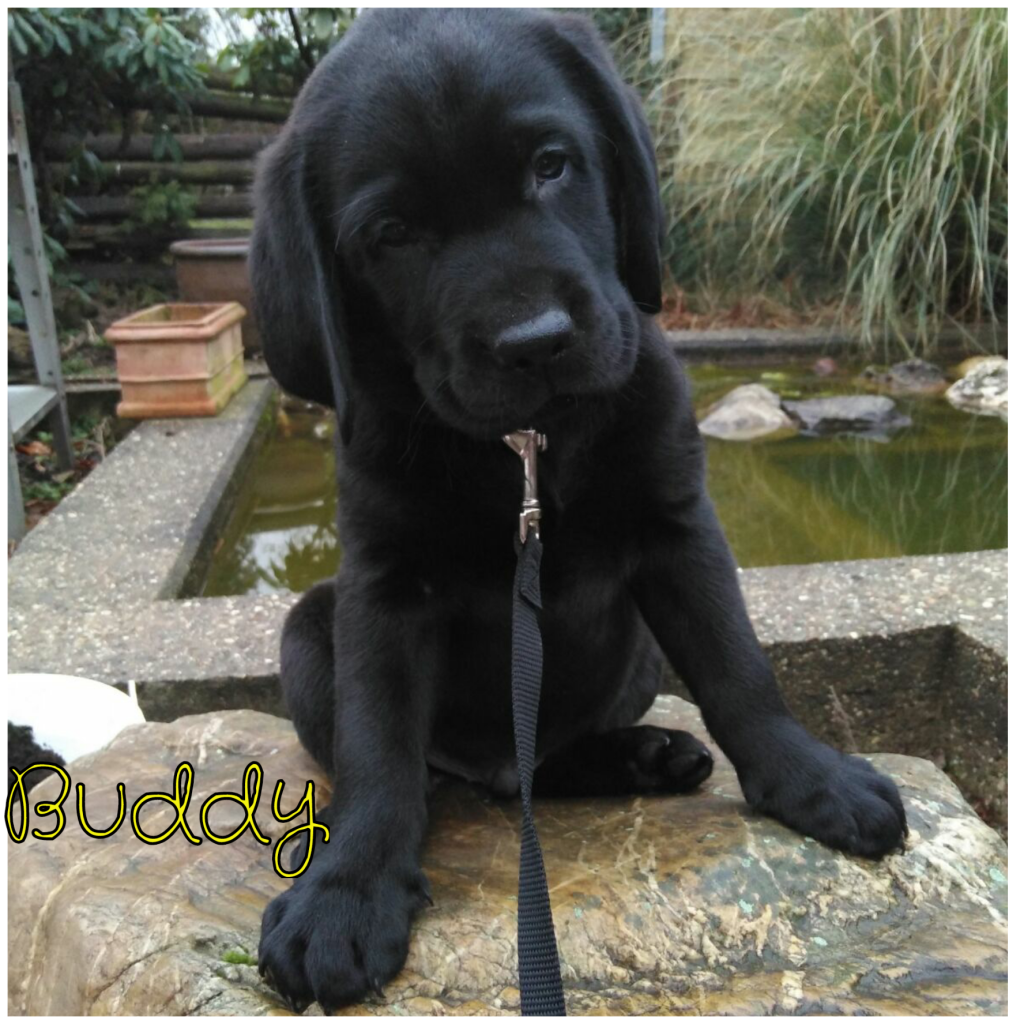 Buddy.png