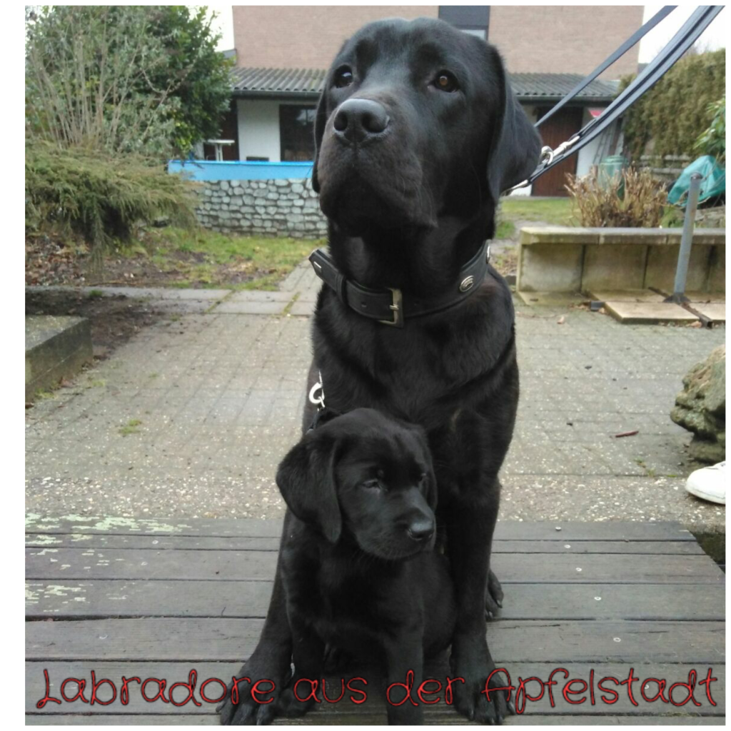 Condi und Luna.png