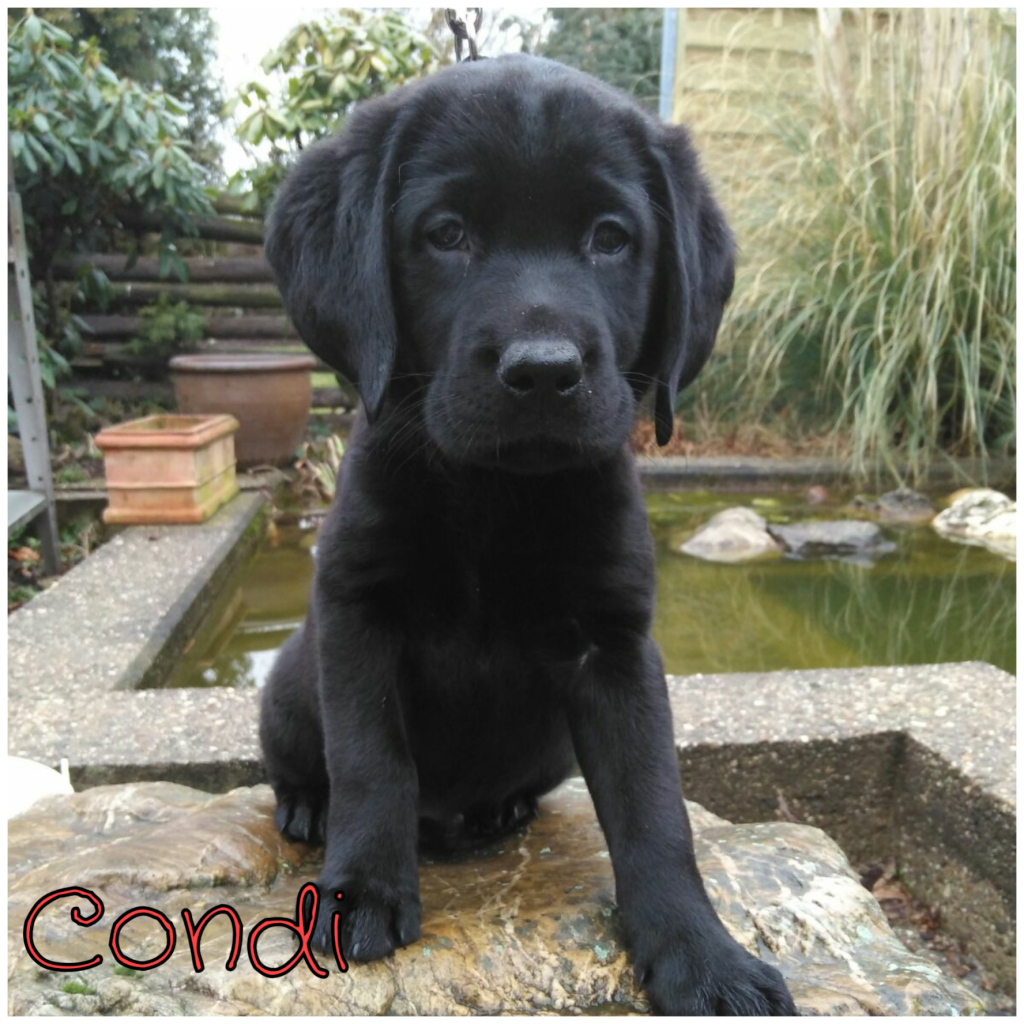 Condi.png