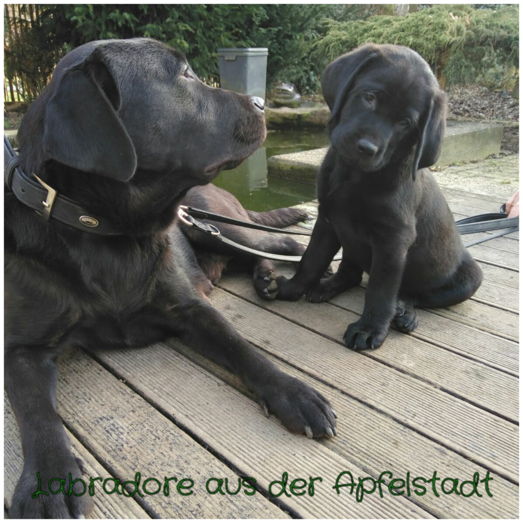 Mailo und Luna.png