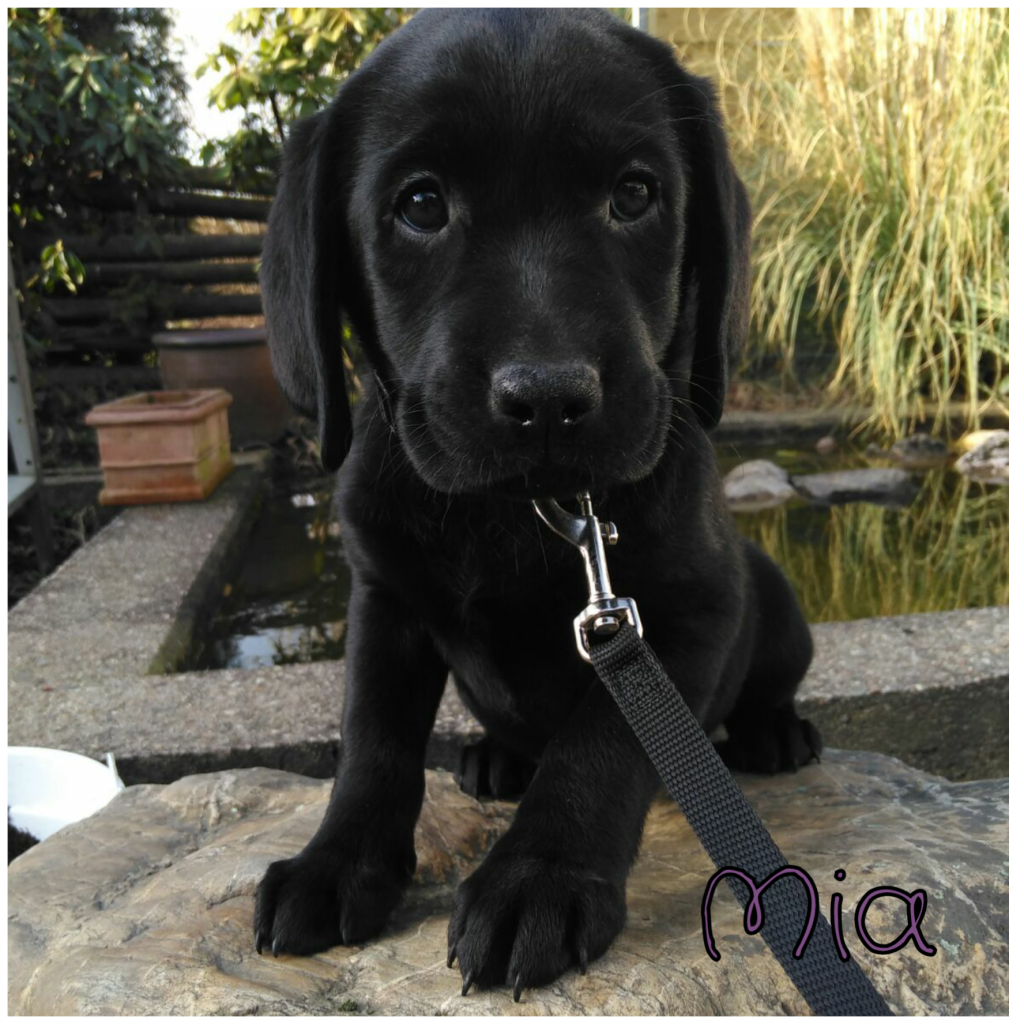 Mia (2).png