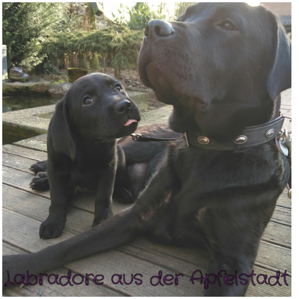 Mia (2)und Luna.png