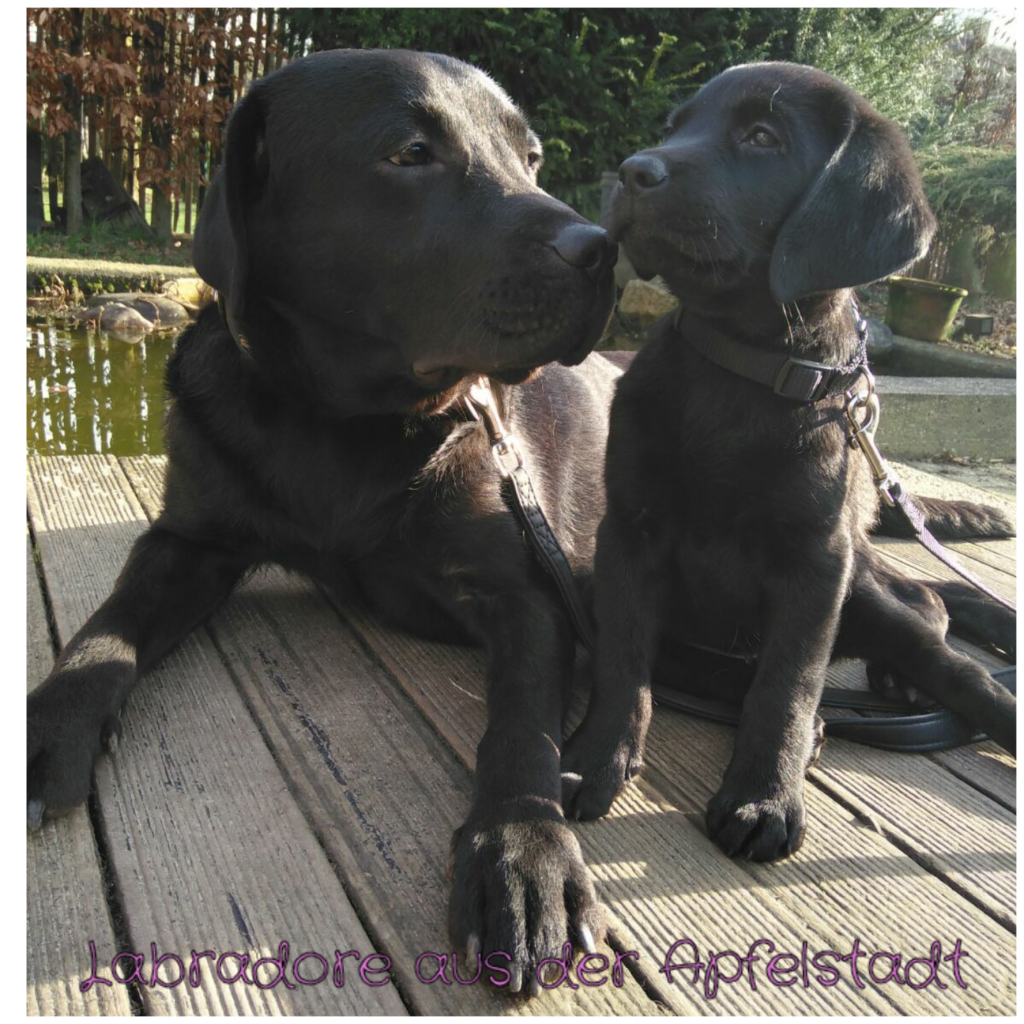 Mia und Luna.png