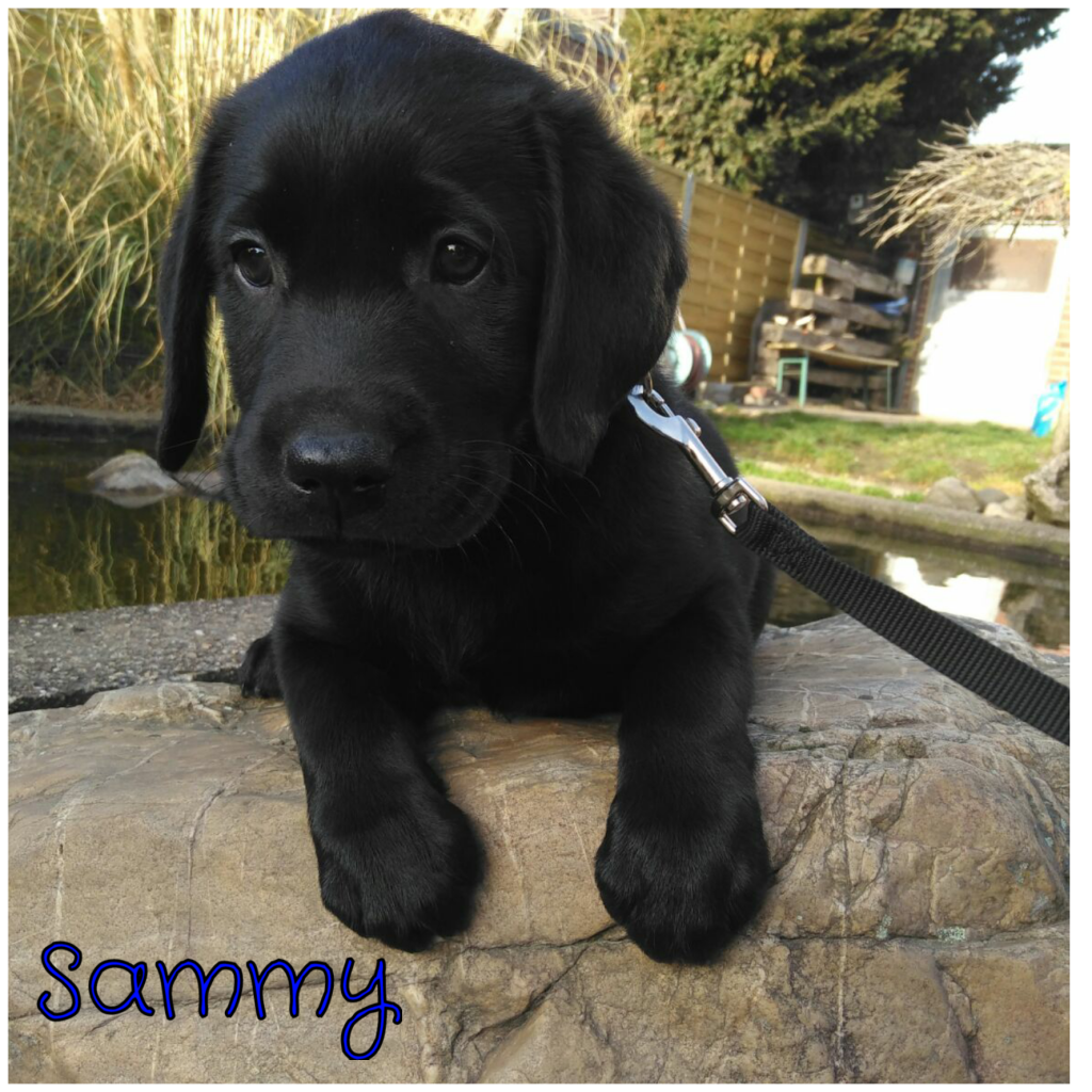 Sammy.png