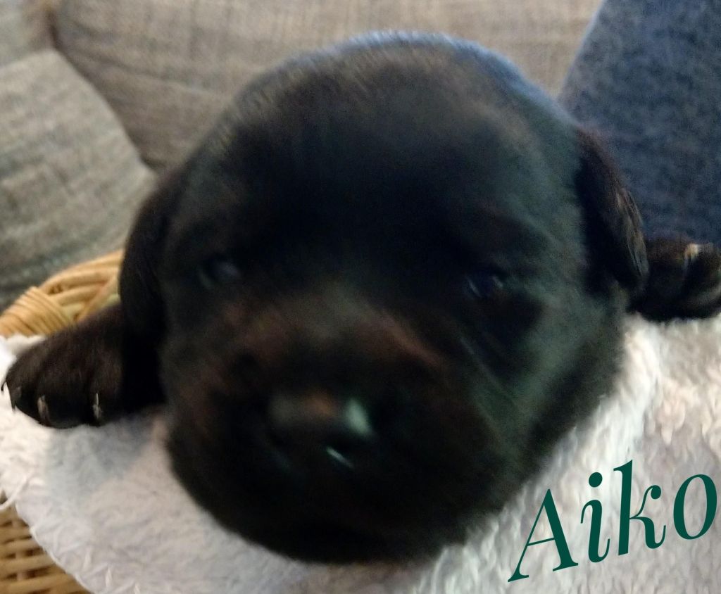 Aiko.jpg