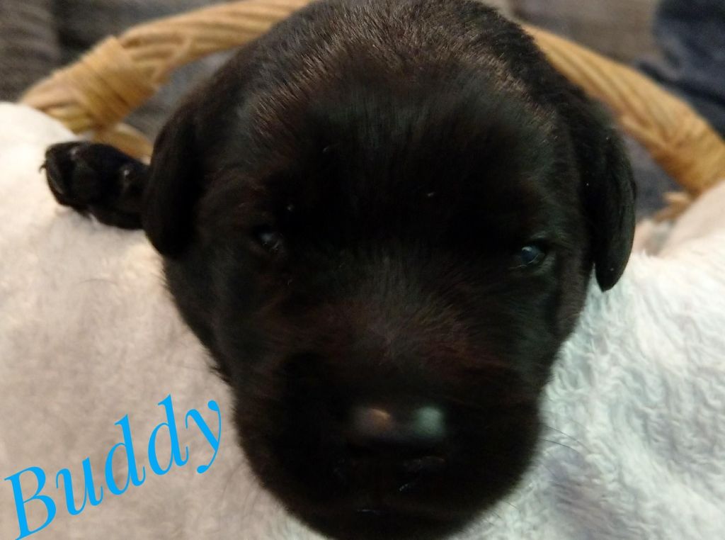 Buddy.jpg