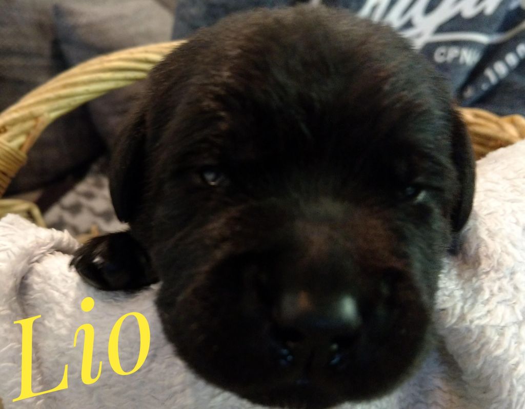 Lio.jpg