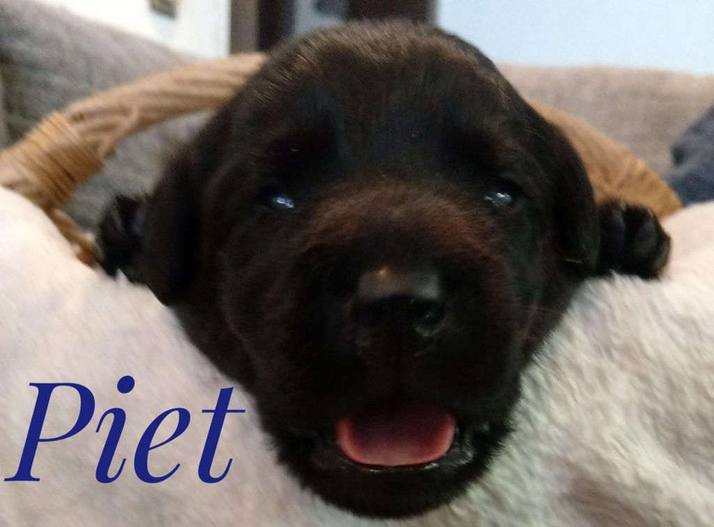 Piet.jpg