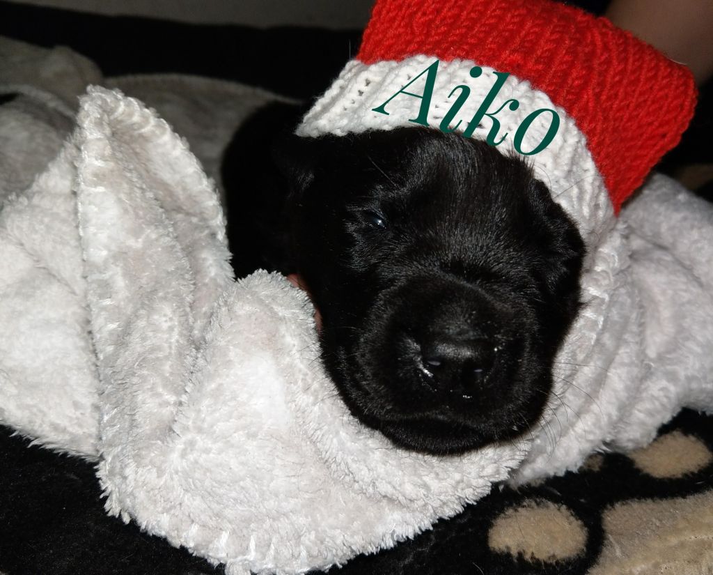 Aiko.jpg