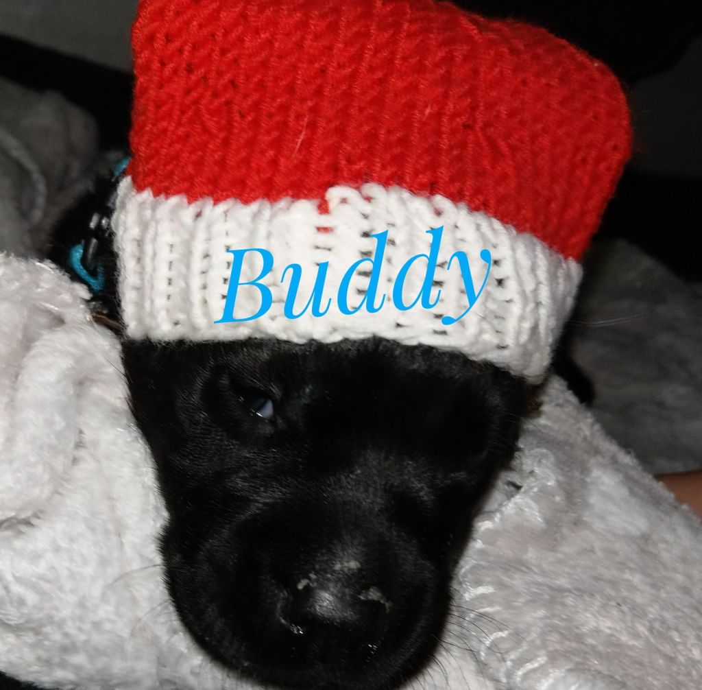 Buddy.jpg