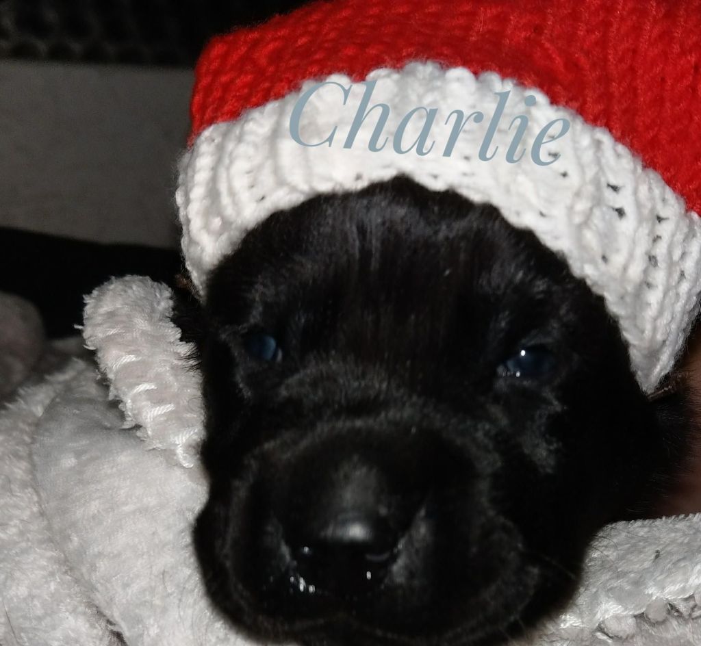 Charlie.jpg