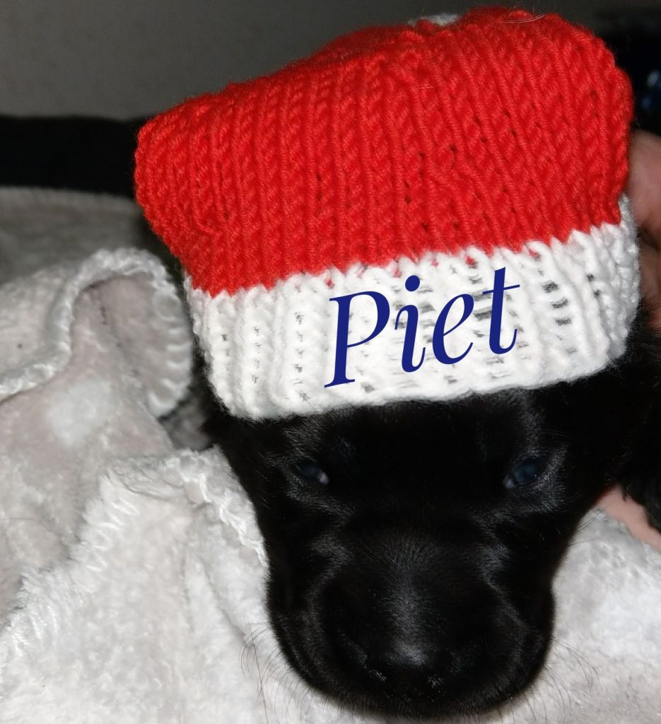 Piet.jpg