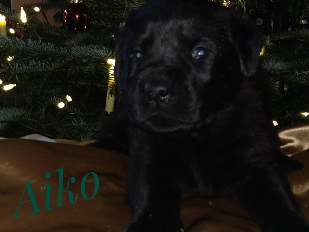 Aiko.jpg