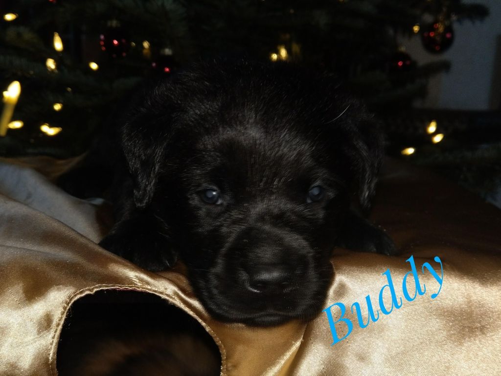 Buddy.jpg