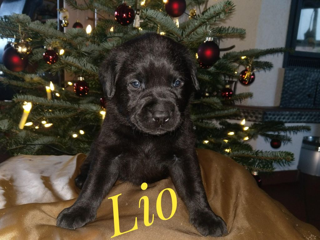 Lio.jpg