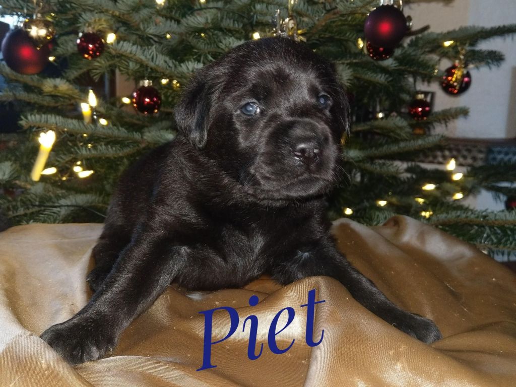 Piet.jpg