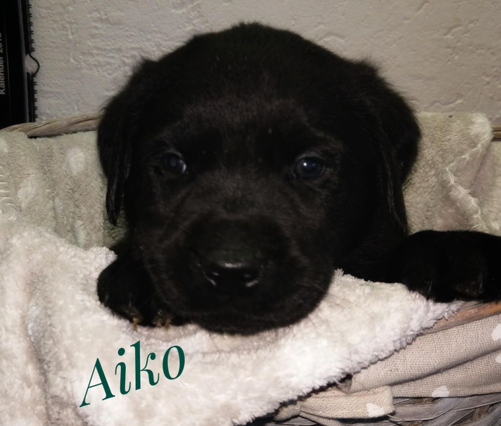 Aiko.jpg