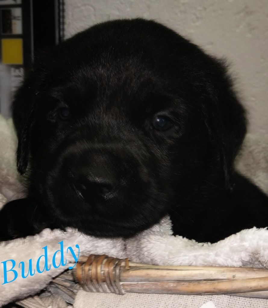 Buddy.jpg
