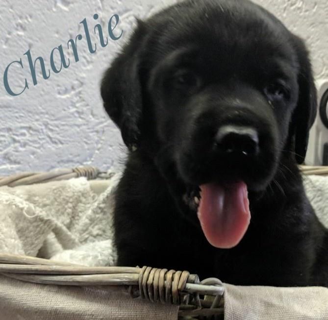 Charlie.jpg