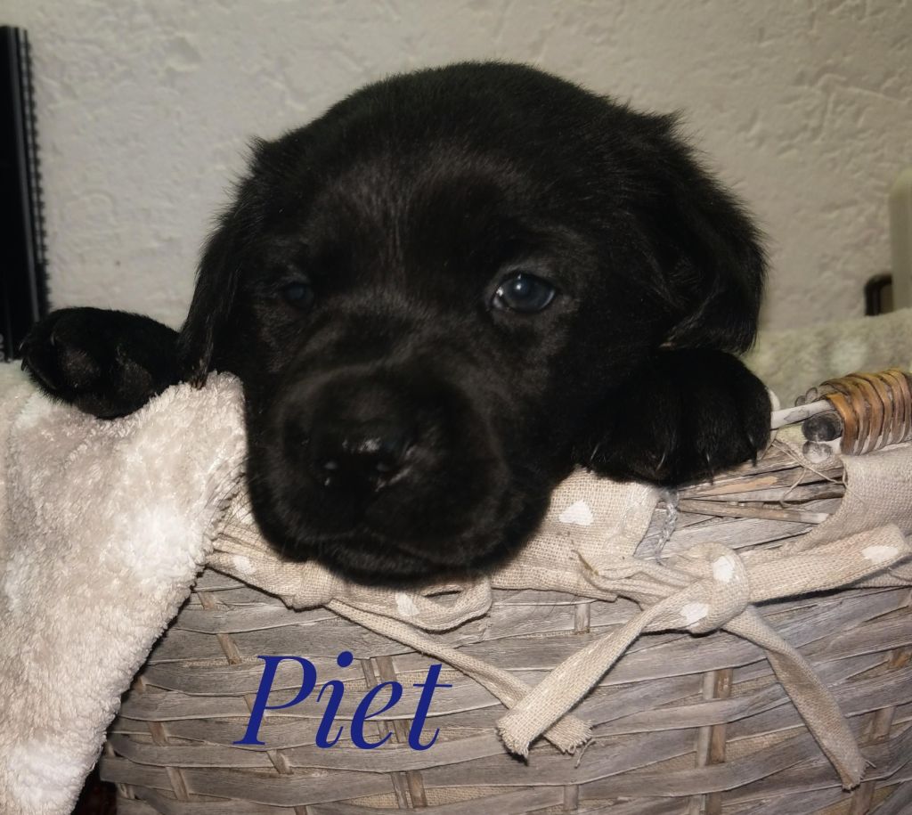 Piet.jpg