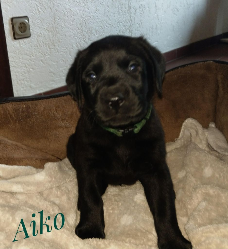 Aiko.jpg