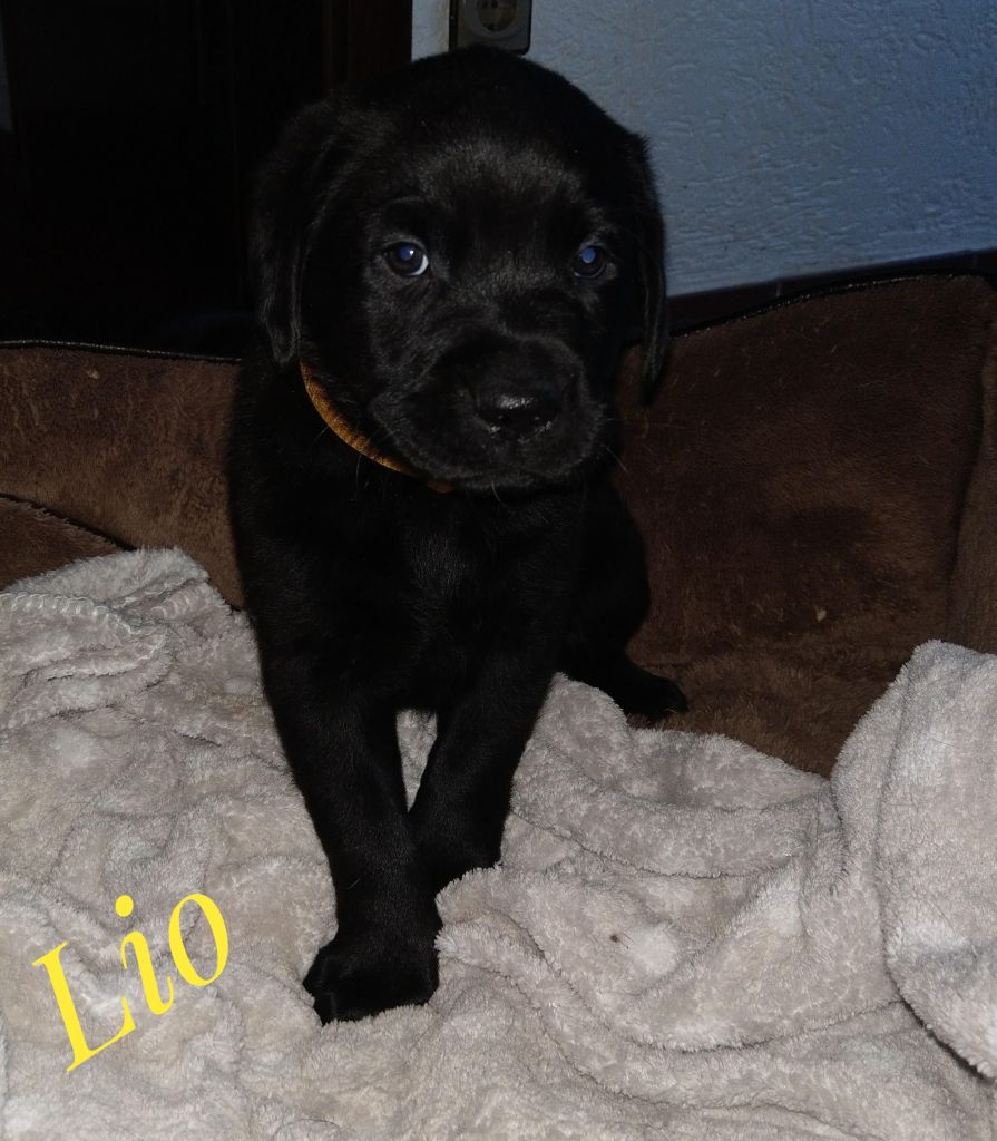 Lio.jpg