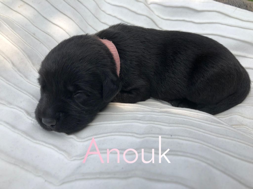 Anouk.JPEG