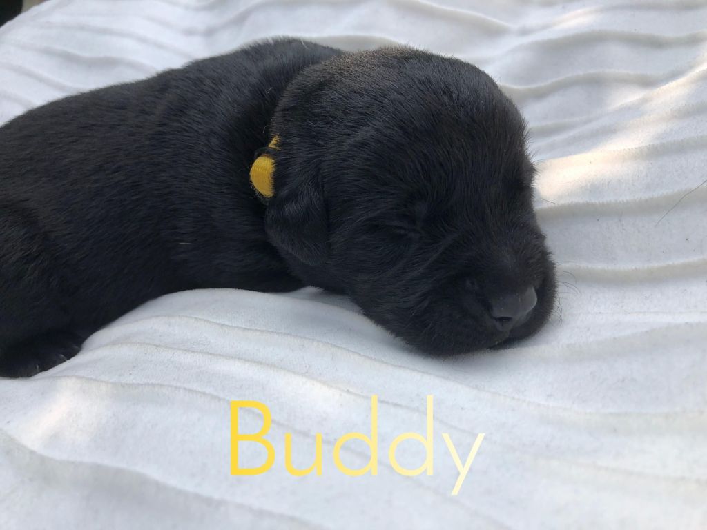 Buddy (2).JPEG