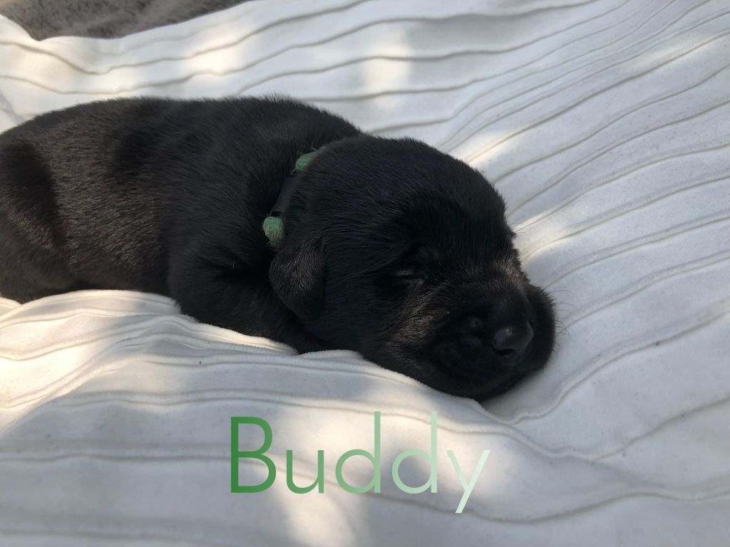 Buddy.JPEG