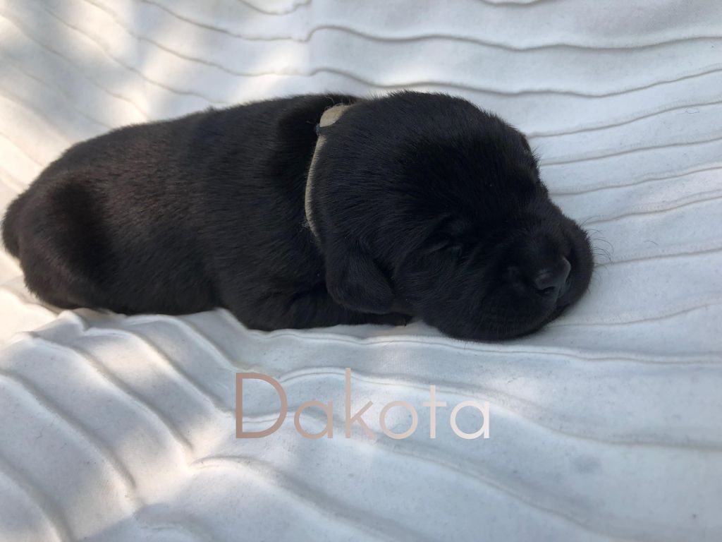 Dakota.JPEG