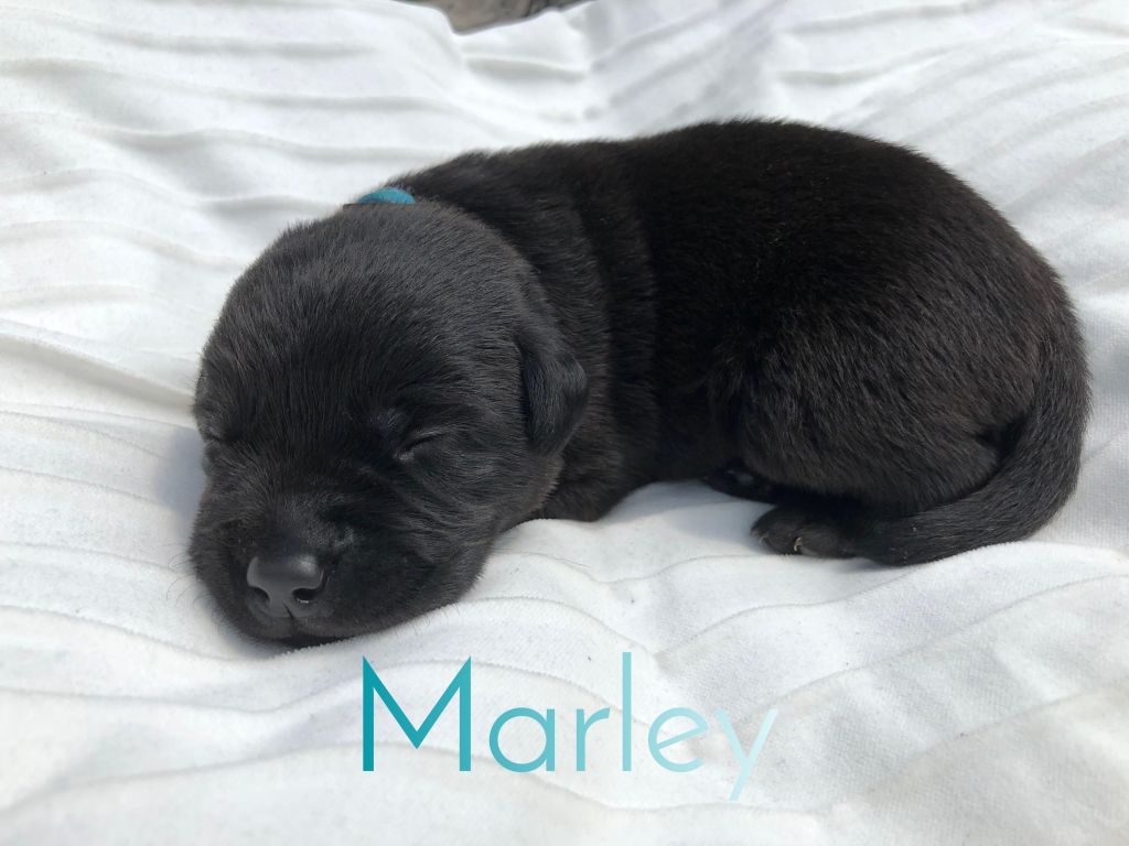 Marley.JPEG