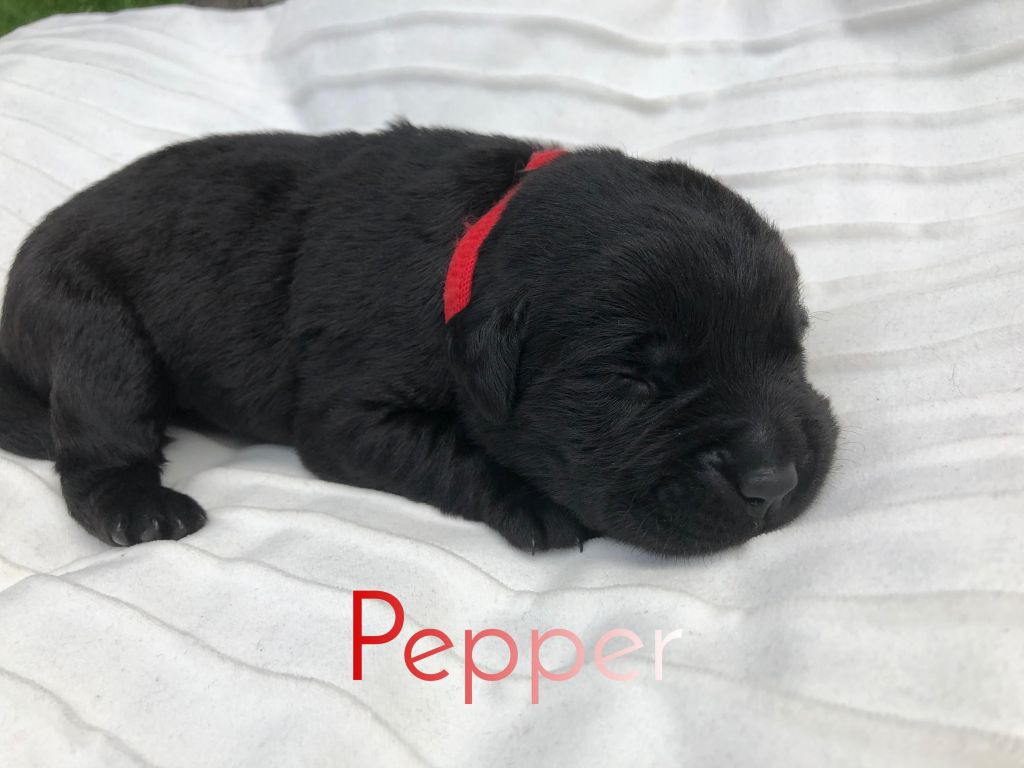 Pepper.JPEG