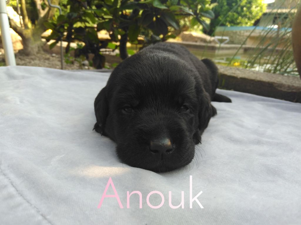 Anouk.JPEG