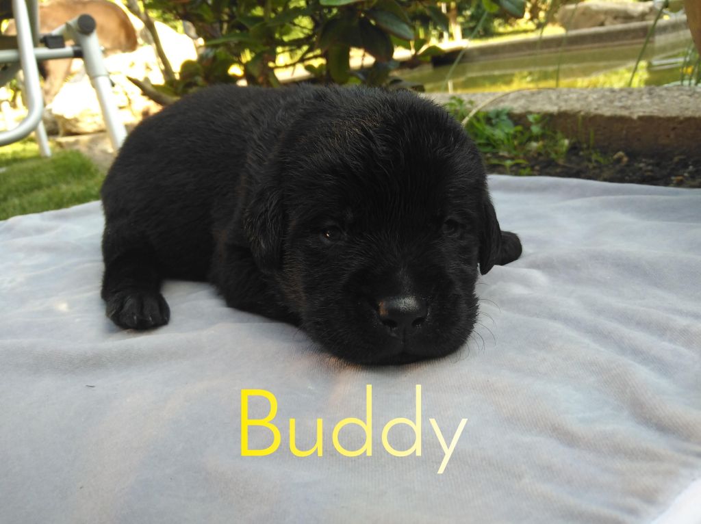 Buddy (2).JPEG