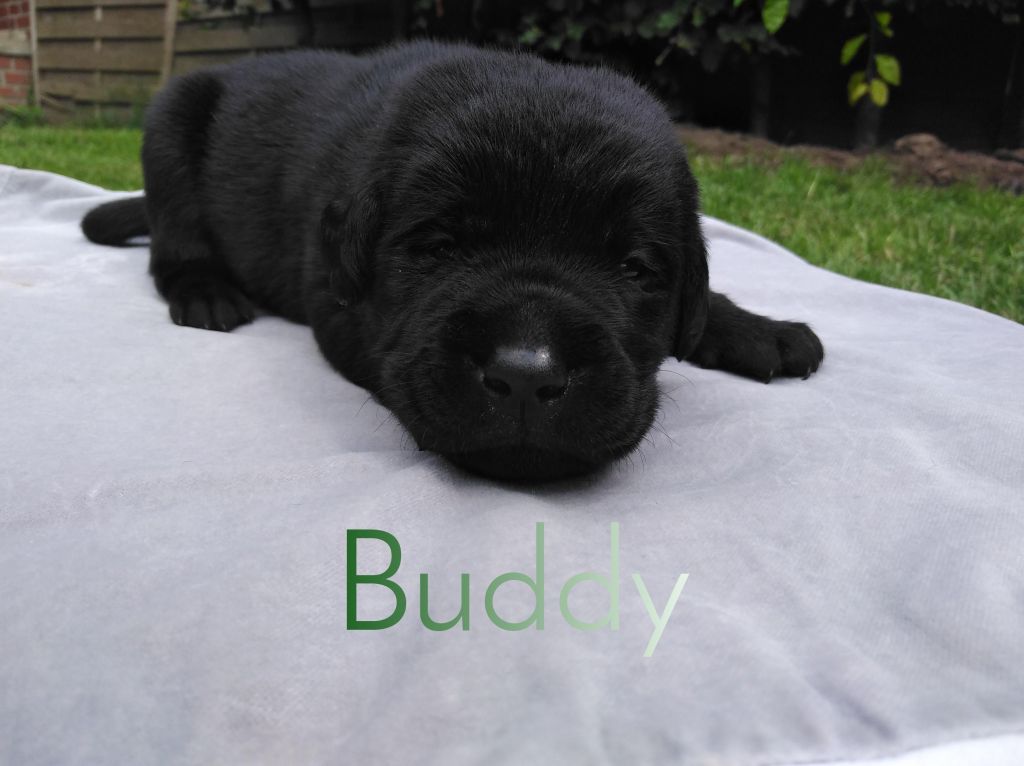 Buddy.JPEG