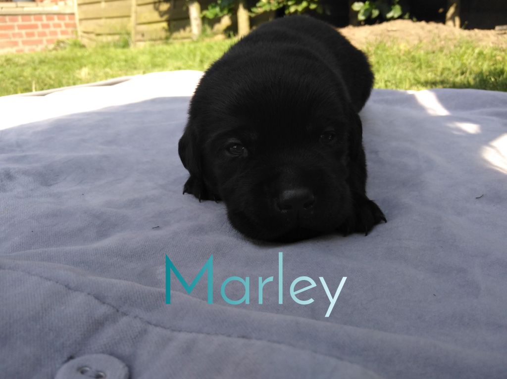 Marley.JPEG