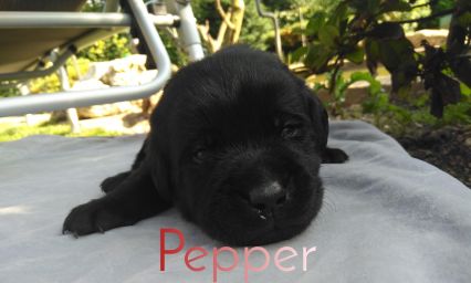 Pepper.JPEG