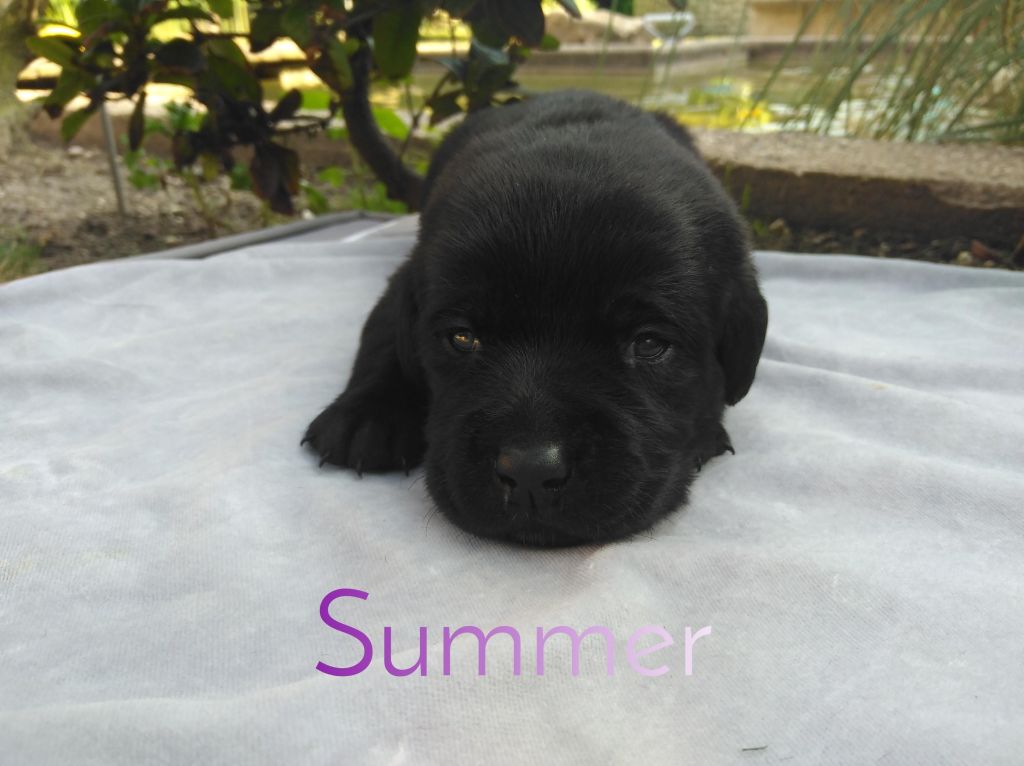 Summer.JPEG