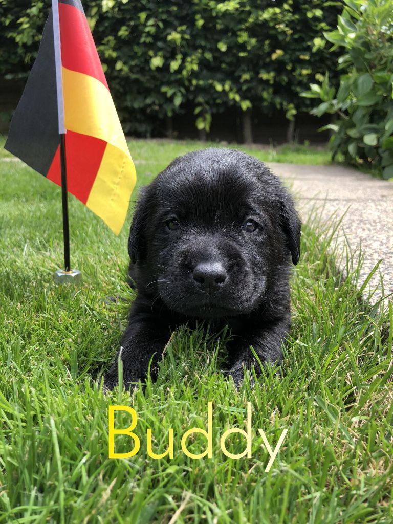 Buddy (2).JPEG